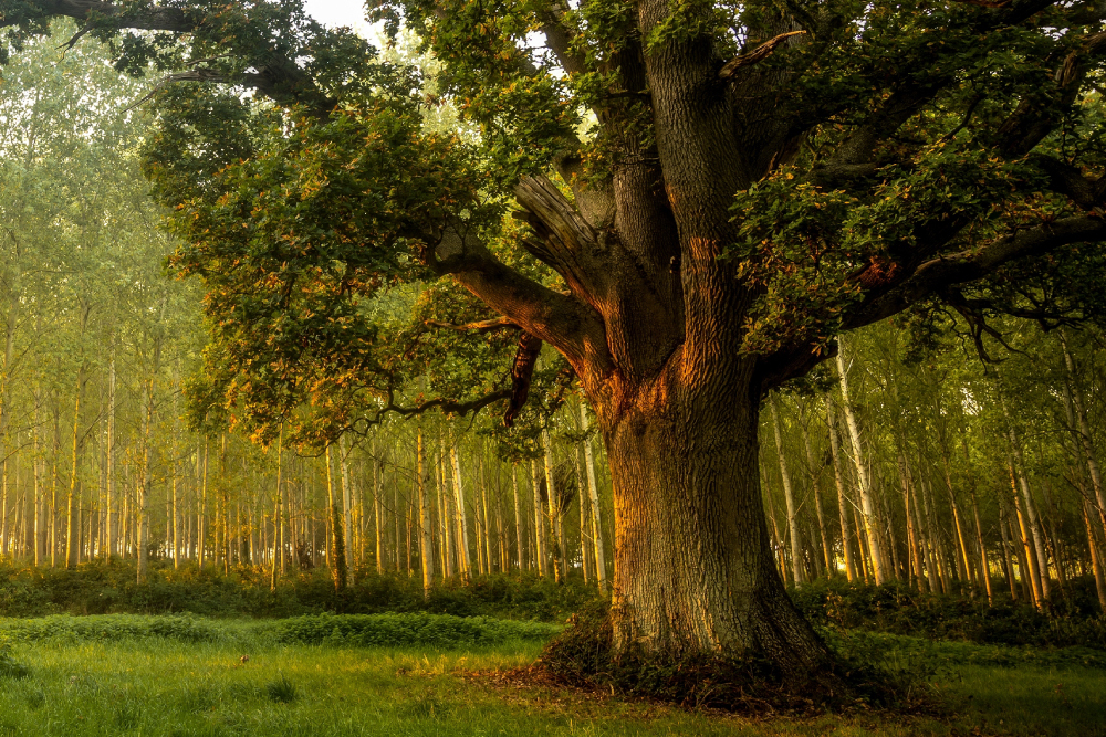 Самые распространенные деревья России: топ-10