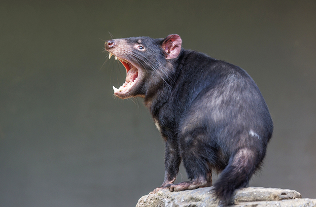 Какого дьявола? Семья перепугалась, обнаружив дома сумчатое