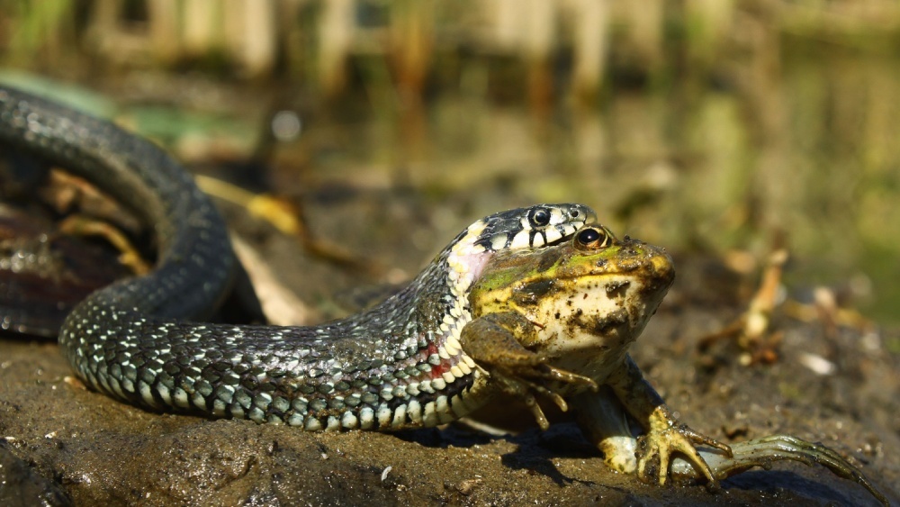 Как змеи месяцами обходятся без еды, объяснили генетики