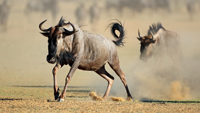 Антилопа гну: описание и среда обитания