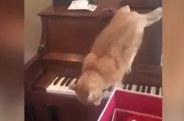 Кот испугался пианино