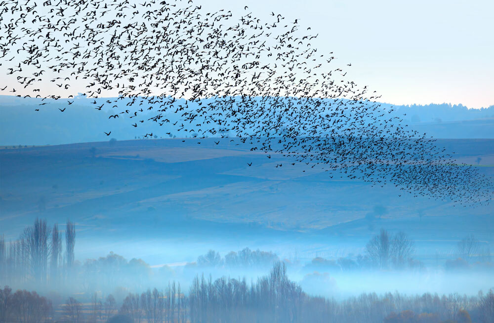 «Великий техасский мороз» унес жизни тысяч пурпурных ласточек