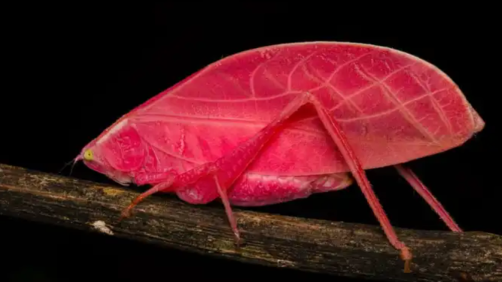 Ярко-розовый листик: в лесах Панамы нашли необычное насекомое