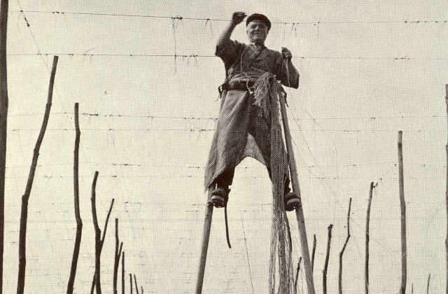 История фото: как собирали хмель