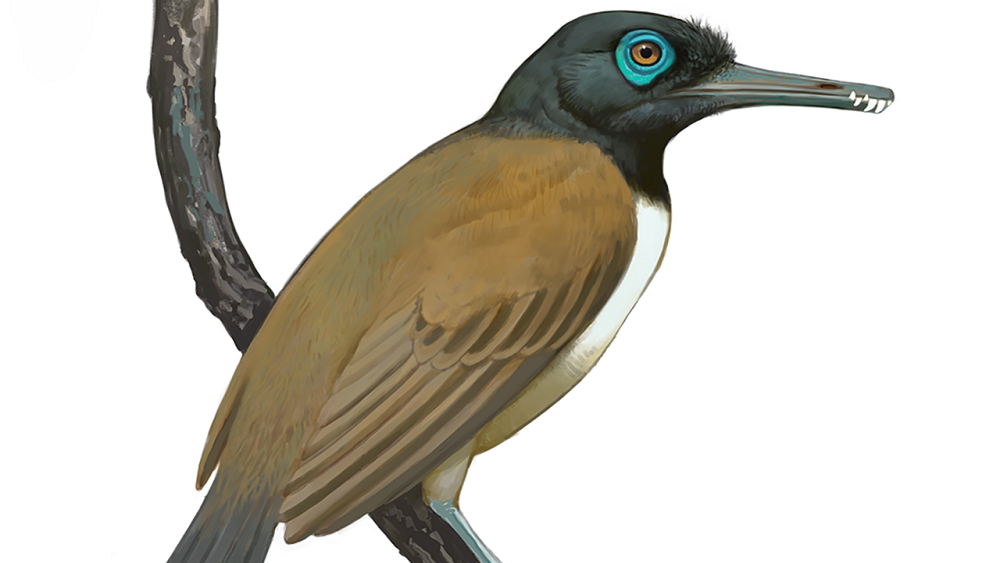 Зачем древняя птица проглотила 800 камней 120 млн лет назад, разгадали ученые