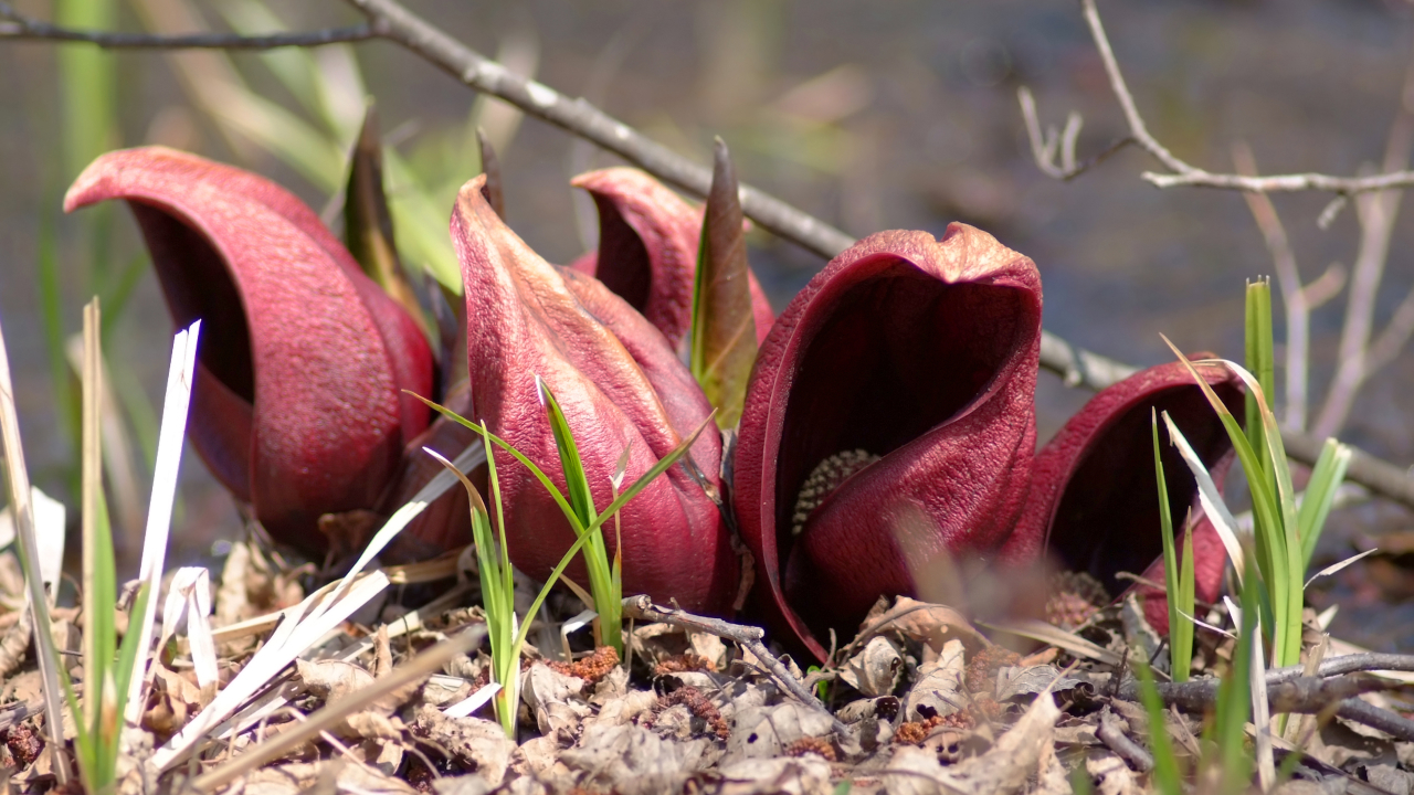 Связноплодник вонючий: цветок, который топит снег
