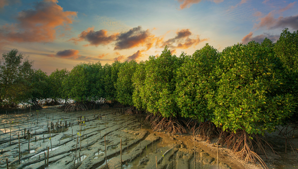 Мангровые леса задыхаются: зафиксирован критический уровень CO₂ в тропиках