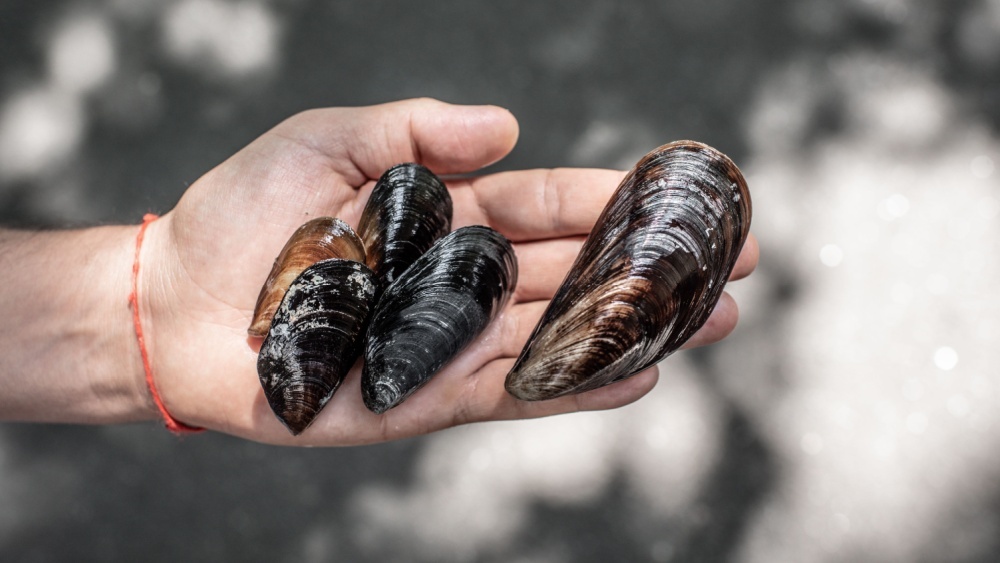 Мидии могут исчезнуть в Средиземном море к 2050 году