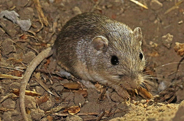 Сколько живут мыши? Найден грызун, побивший все рекорды