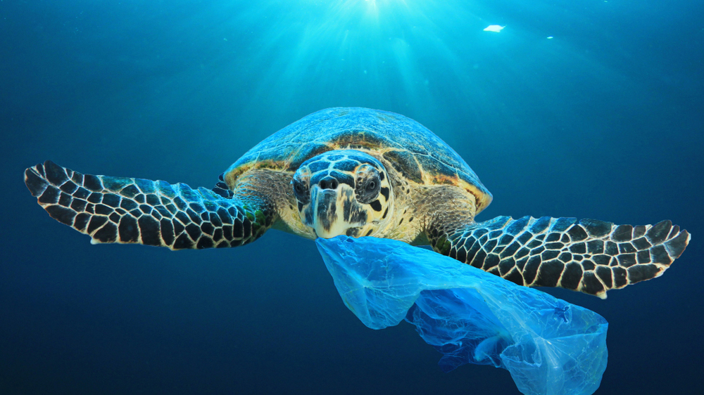 Пластик в гнездах морских черепах сохранится там в течение миллиона лет: исследование