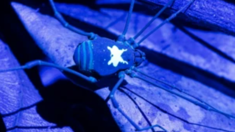 Зачем паукам светящиеся узоры на спине, выяснили ученые