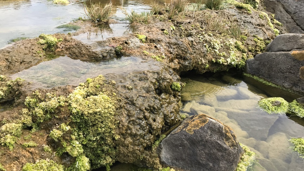 В Южной Африке обнаружены живые камни, способные поглощать углерод