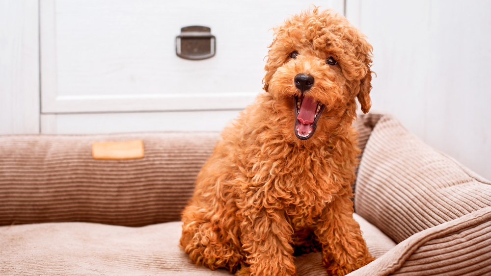 Могут ли собаки когда-нибудь заговорить — отвечают ученые