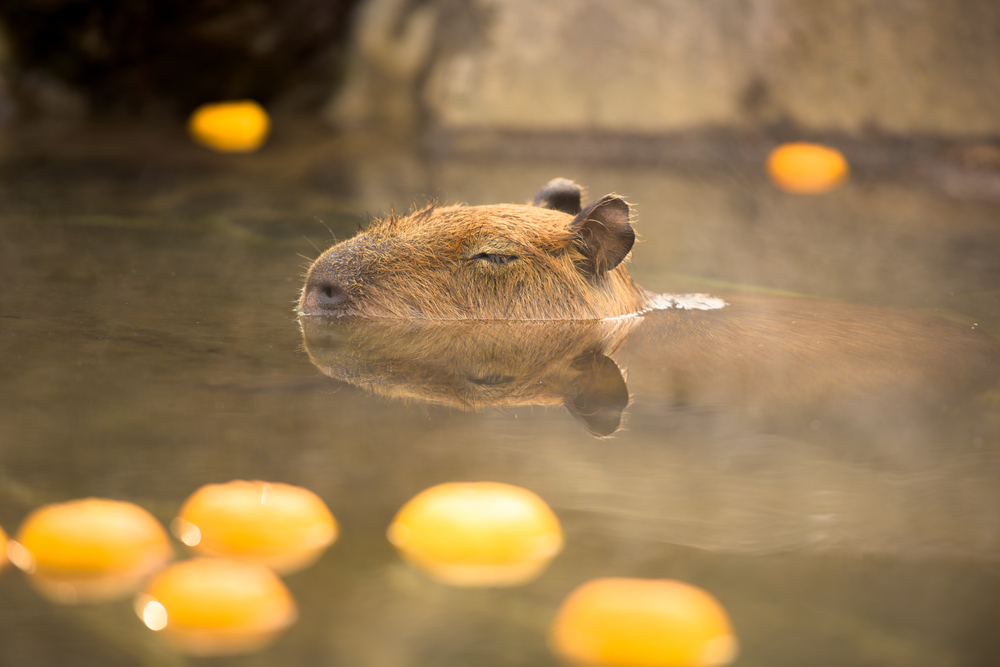 Кто такие капибары. Интересные факты