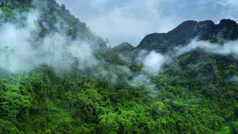 Старые болезни вернулись в мир из-за вырубки лесов Амазонии