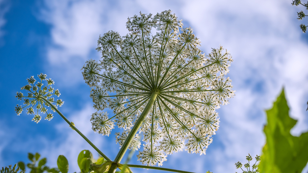 Ученые нашли способ остановить борщевик Сосновского