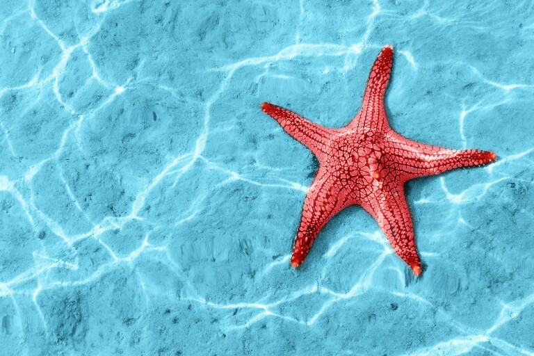 Почему не бывает трехногих животных