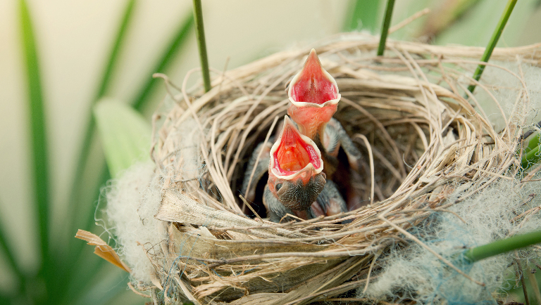 Как устроены птичьи гнезда