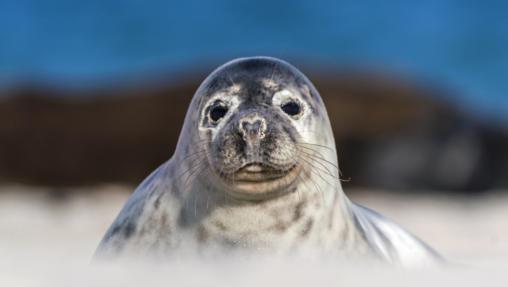 Тюлени и морские львы подсказали нейробиологам, как люди научились говорить