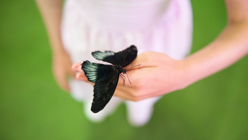 Бабочку впервые вырастили в космосе: подробности эксперимента