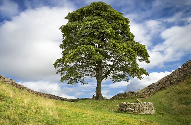 Легендарное дерево Робин Гуда срубили в Британии