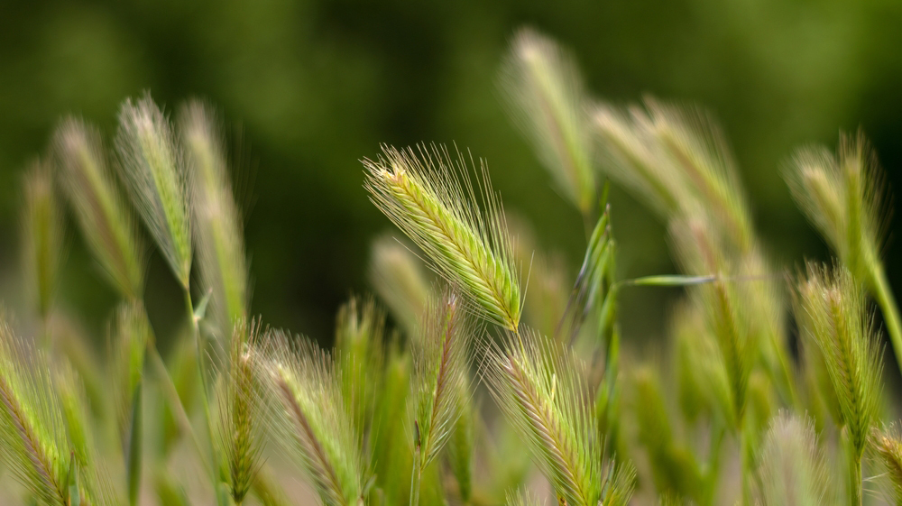 Найдена новая колыбель земледелия, скрытая в горах Узбекистана