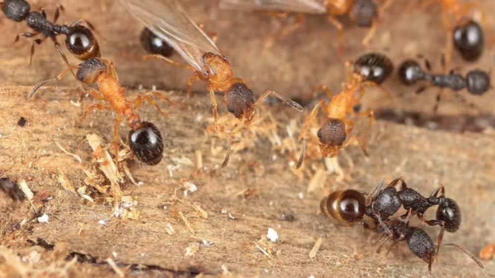 Открыт новый вид муравьев, у которых нет рабочих