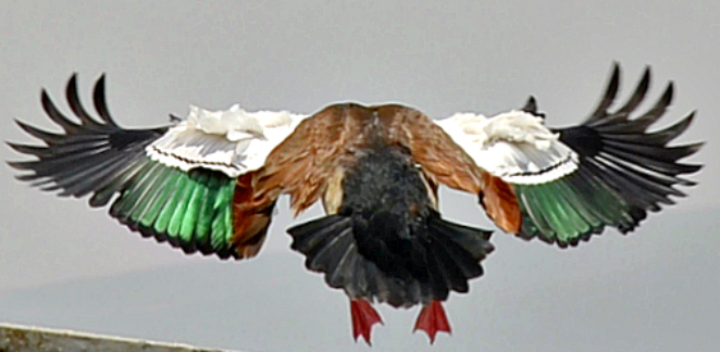 Эфиопия. Обитатели озера Аваса