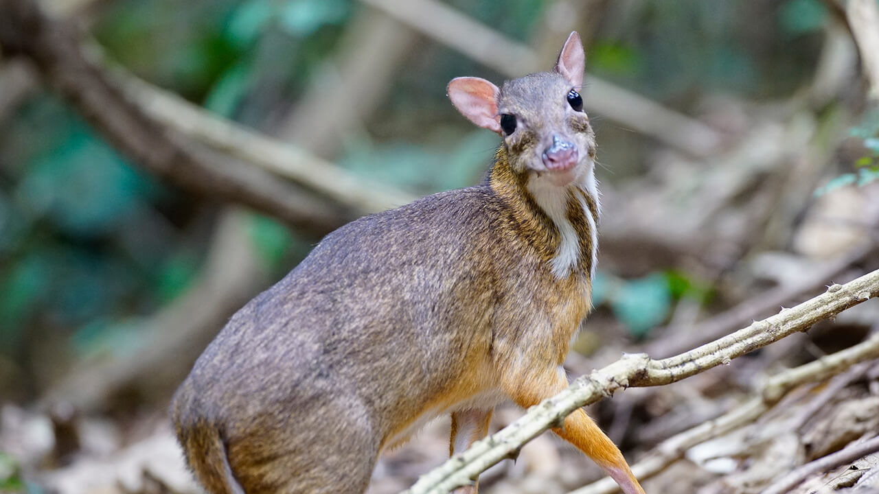 Малый оленек: самое неуловимое парнокопытное планеты