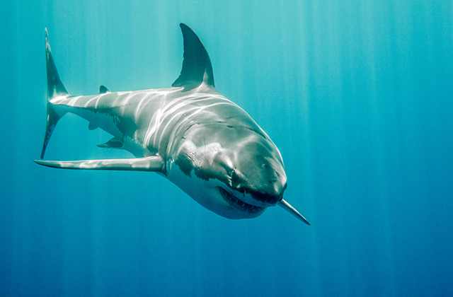 Большие белые акулы возвращаются в северные моря: исследование