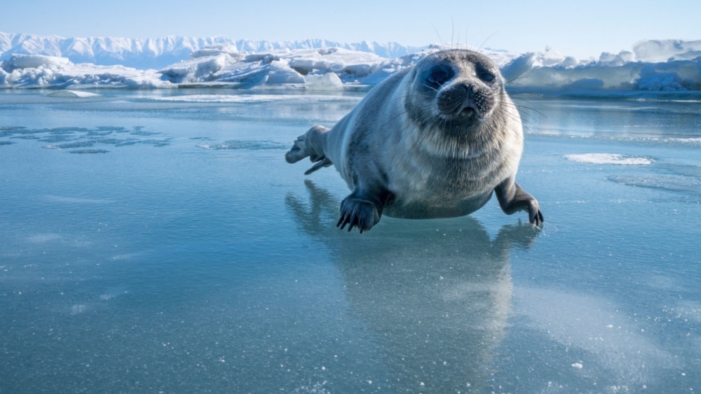 Нерпы Байкала могут мигрировать на сушу из-за нехватки льда