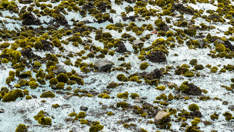 Ледниковые мыши: что это за существа и почему они катятся по ледникам