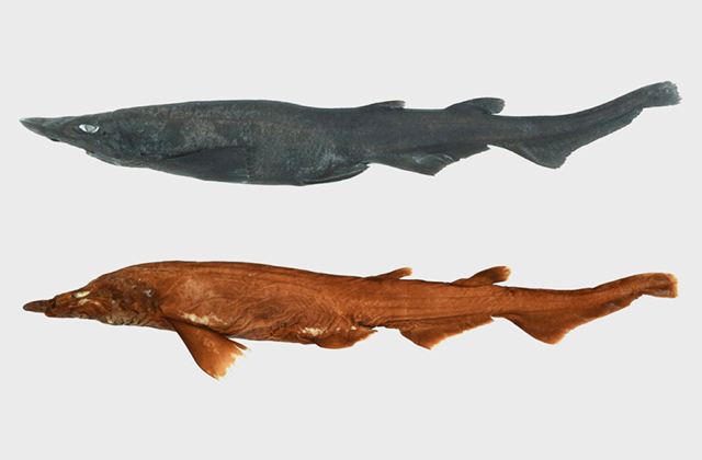 Демоническая акула с ярко-белыми глазами обнаружена в Тихом океане — это новый вид