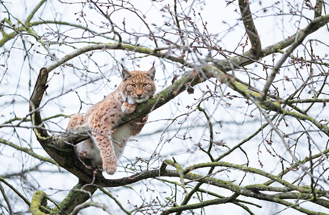 В приамурском городе алабай загнал на дерево рысь: фото