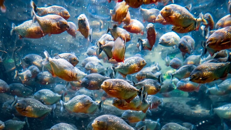 Настоящие интроверты: оказывается, рыбы не любят, когда на них смотрят