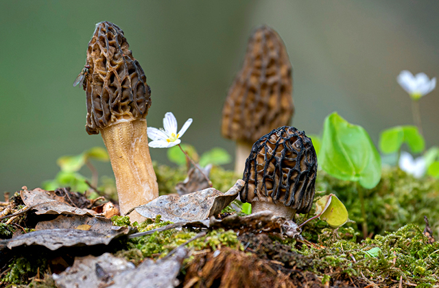 Где растут сморчки, когда их собирать и как готовить