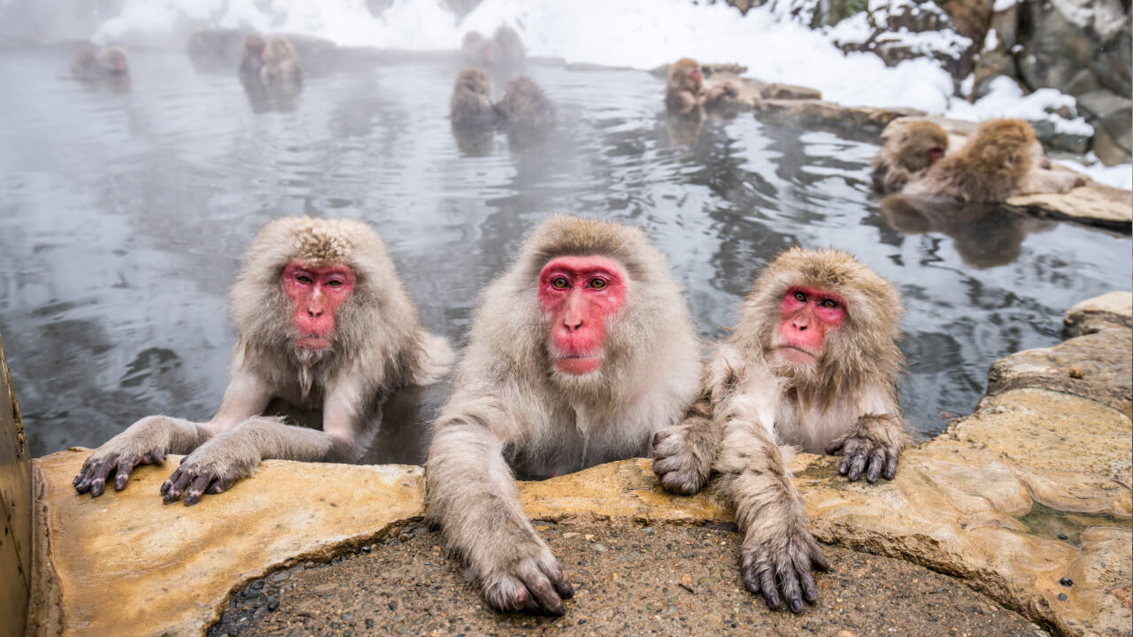 Как животные переживают зиму: 10 необычных способов