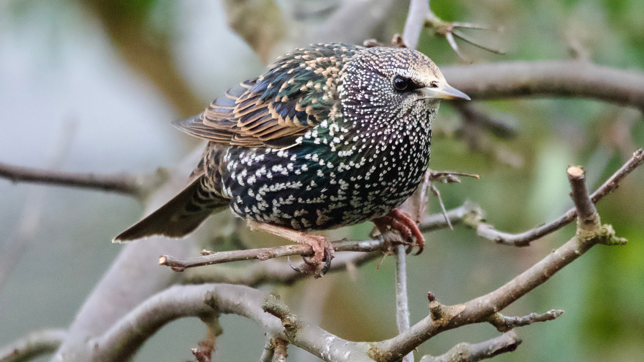 Весна в городе: какие птицы вернулись в Москву из дальних краев