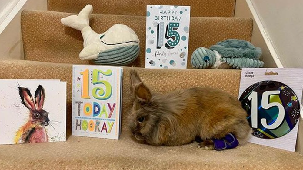 Старейший кролик в мире попал в Книгу рекордов Гиннесса