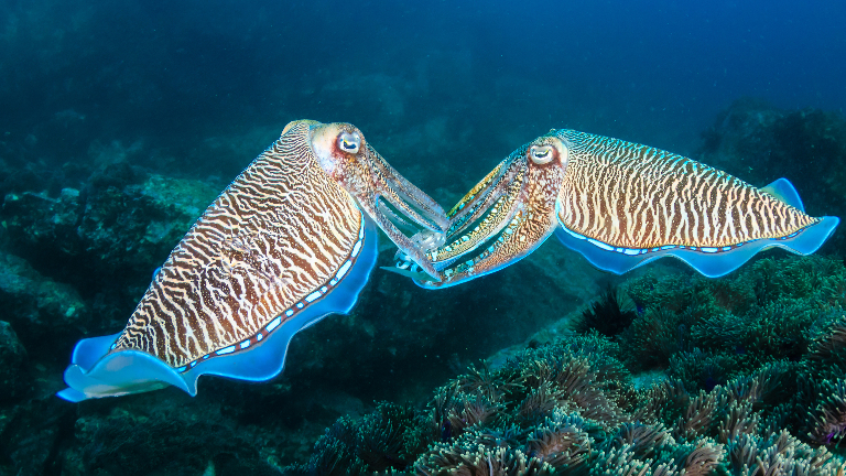 Язык без слов: как разговаривают животные