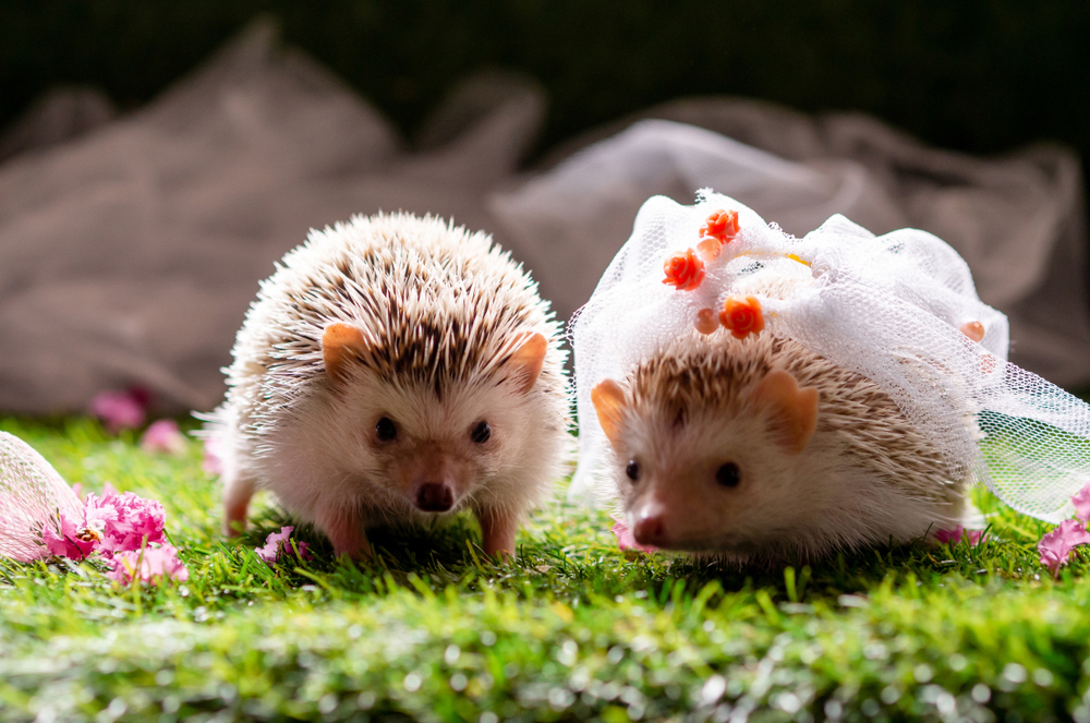 Животные страсти