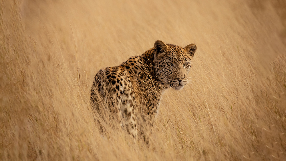 Тихое вымирание леопардов: виду угрожают незаконная торговля и браконьерство
