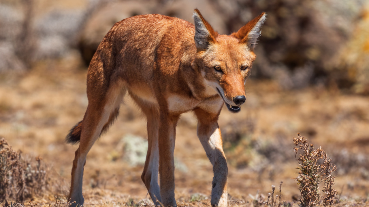 Самый редкий хищник Африки: история первого известного эфиопского волка, которого спасли