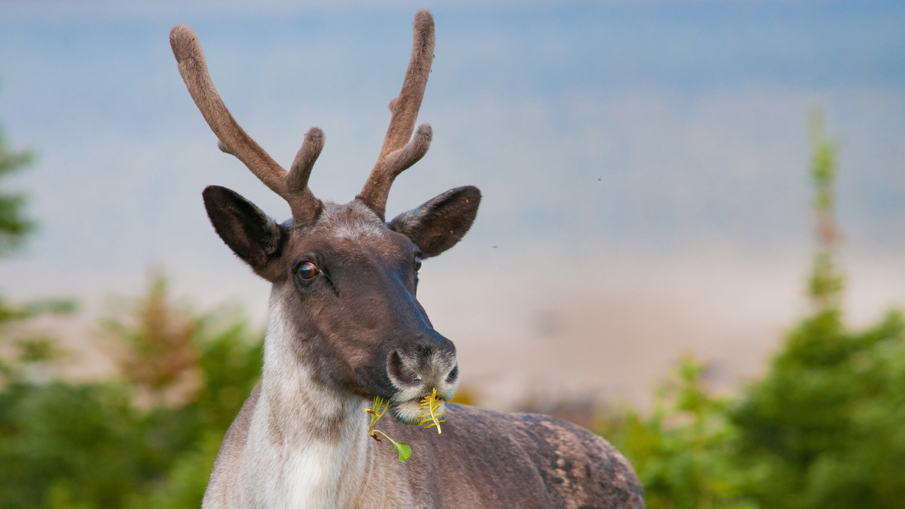 Зачем самкам карибу рога — зоологи нашли неожиданный ответ