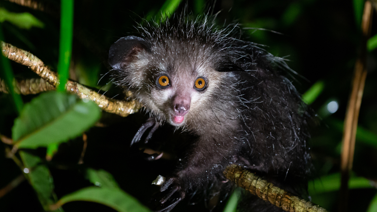 7 животных, которых люди боятся зря