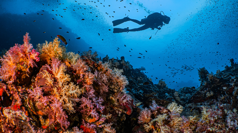Как кораллы спасаются от глобального потепления