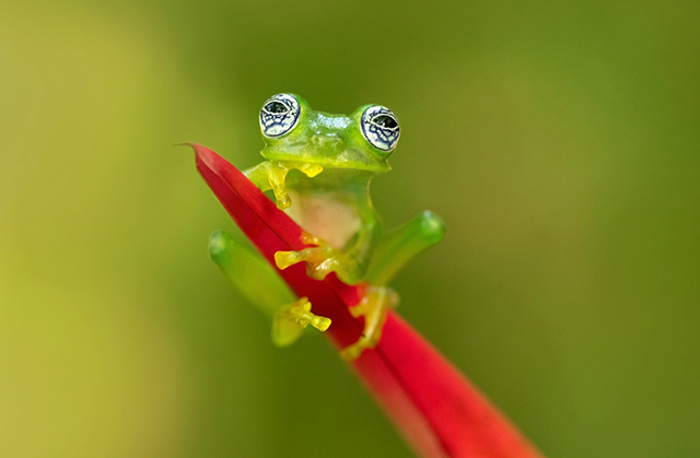 Уникальный трюк: как стеклянные лягушки становятся невидимыми во сне