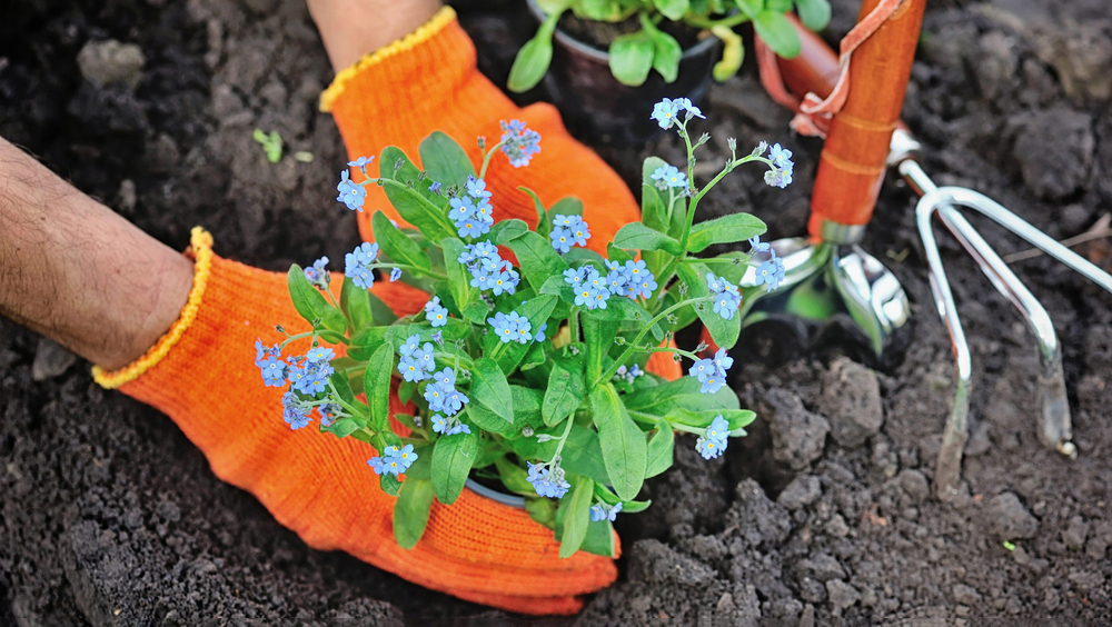 Земля с Фукусимы на клумбах: Япония использует радиоактивную в прошлом почву