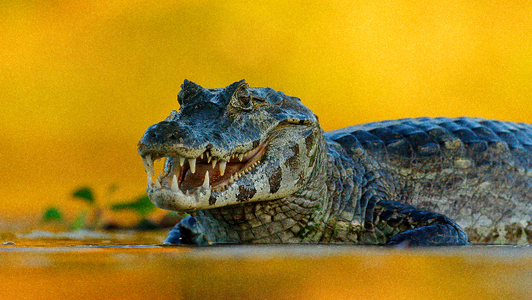 Ровесники динозавров, которые любят фрукты: 9 удивительных фактов о крокодилах