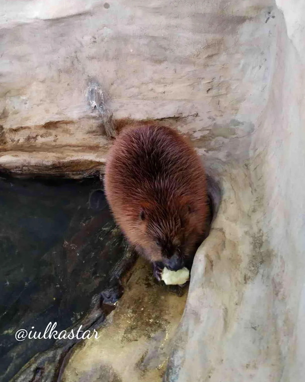 У этого животного оранжевые зубы и под хвостом пахнет ванилью